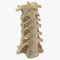 Real Human Neck Cervical Vertebrae C1 to C7 Bones With Intervertibral Disks 01