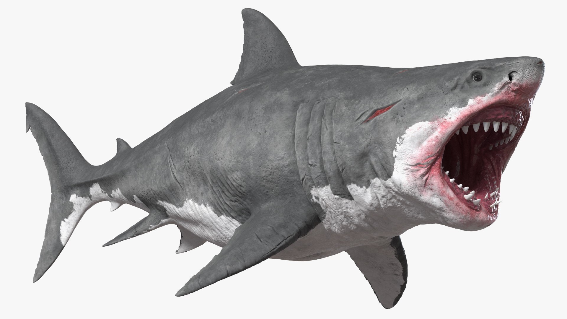 Megalodon Attacking Pose 3D model preview