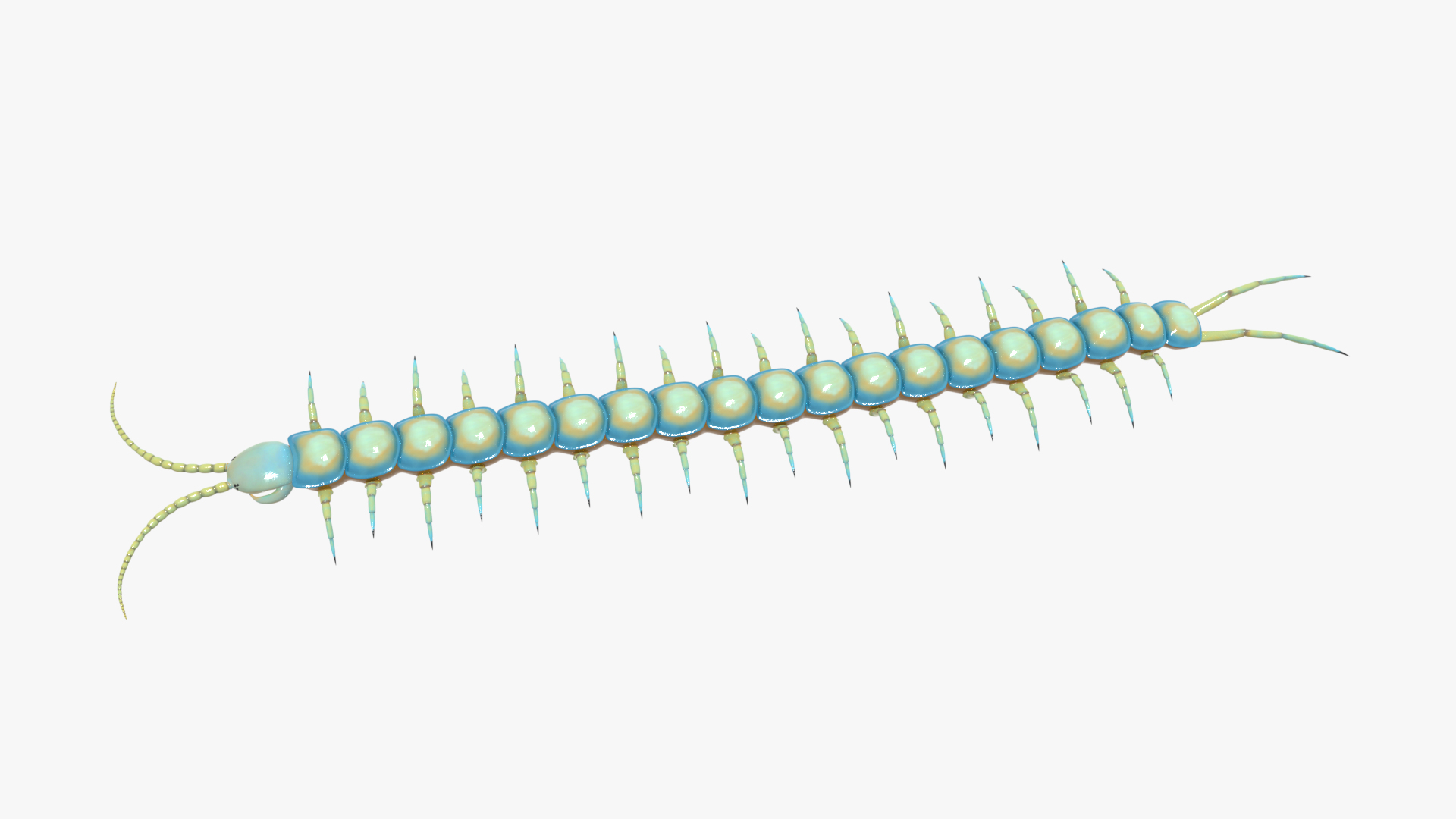 3D Model Tropical Centipede - TurboSquid 1706471