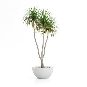 dracena palm pot 3d model