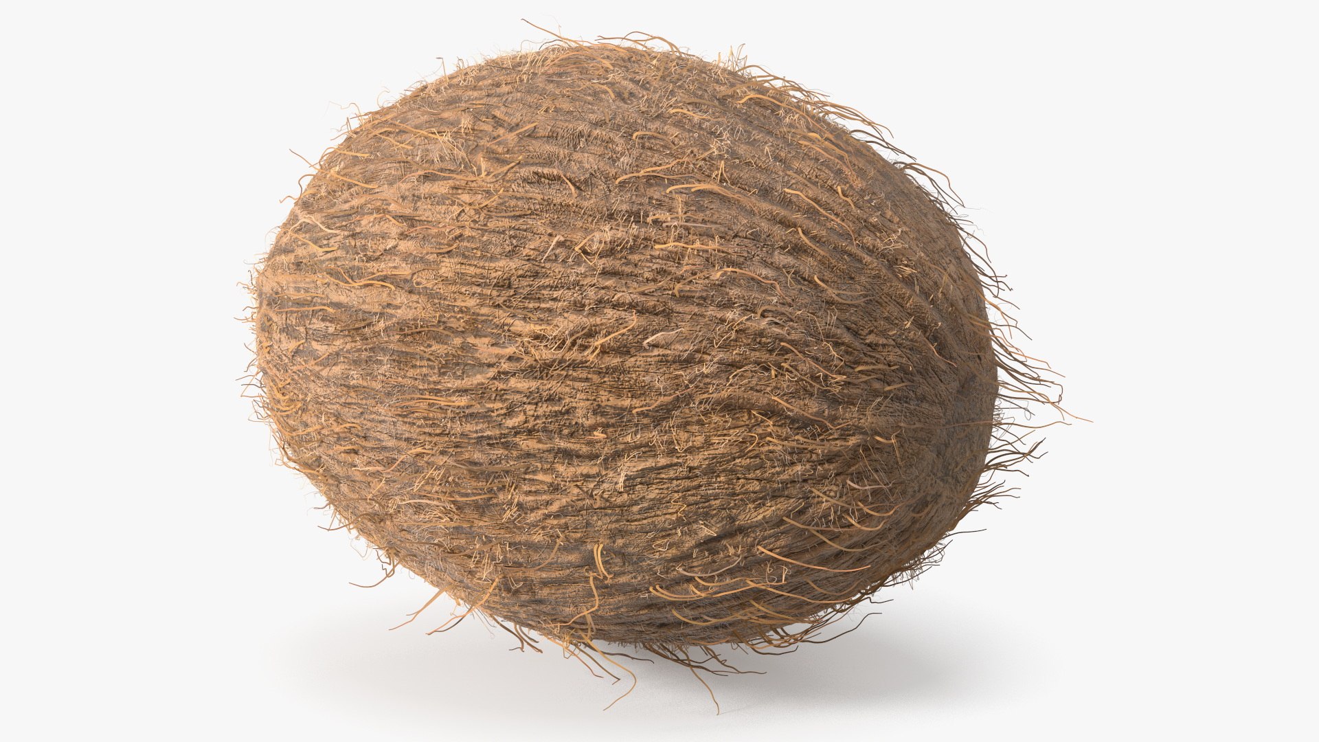 Coconut Fur 3D model preview