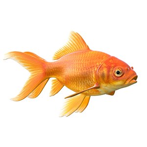 3D Orange Goldfish