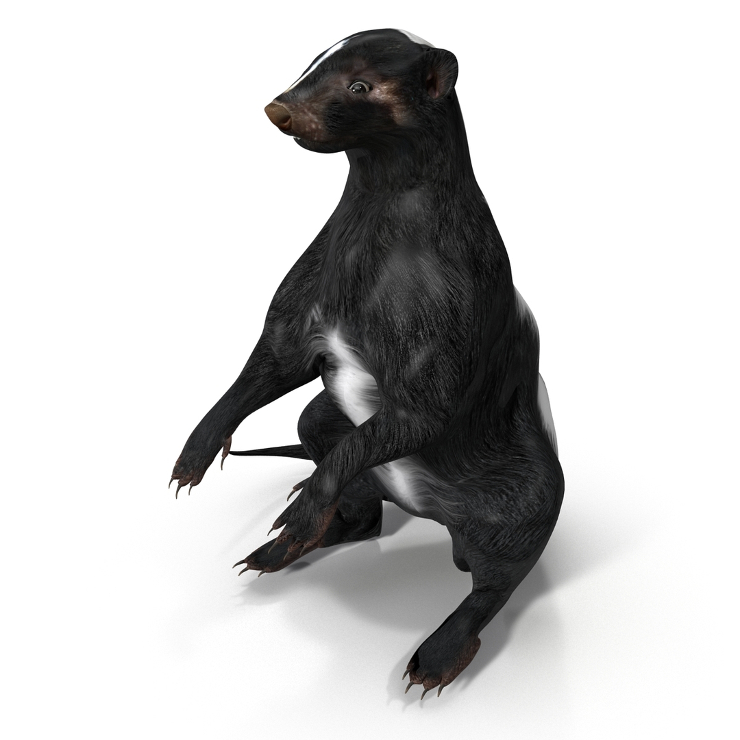 Skunk Pose 4 3d Model
