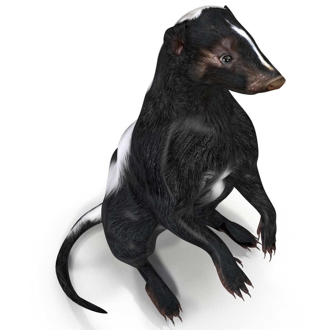 Skunk Pose 4 3d Model