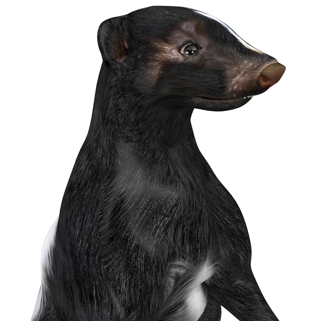 Skunk Pose 4 3d Model