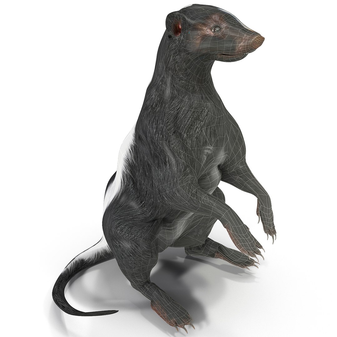 Skunk Pose 4 3d Model