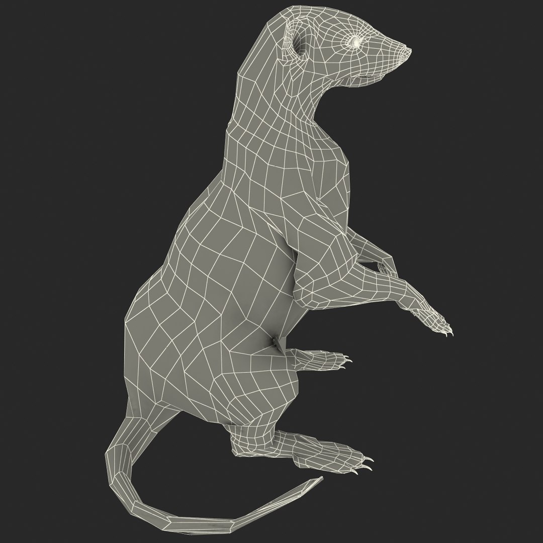 Skunk Pose 4 3d Model