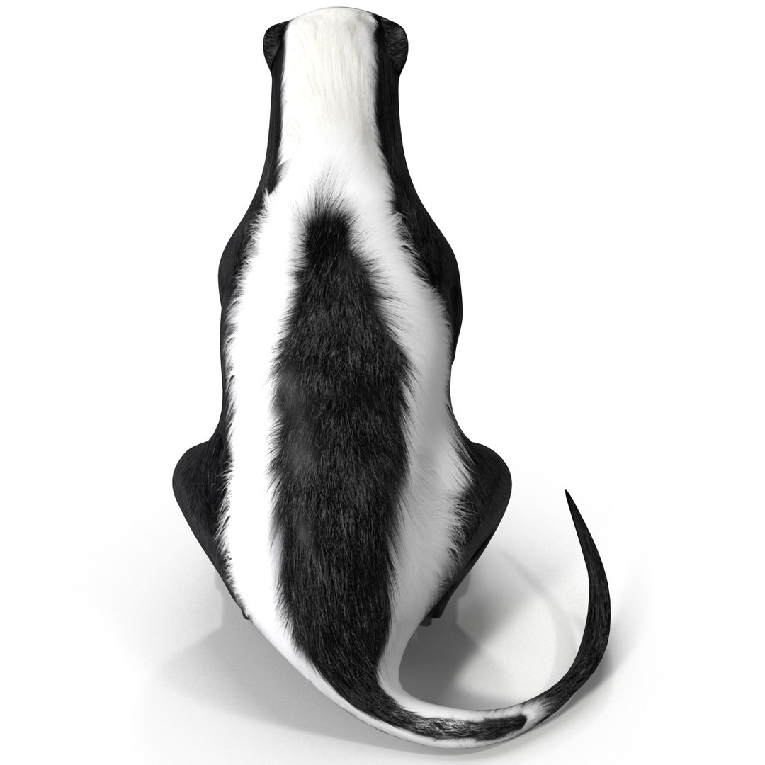 Skunk Pose 4 3d Model