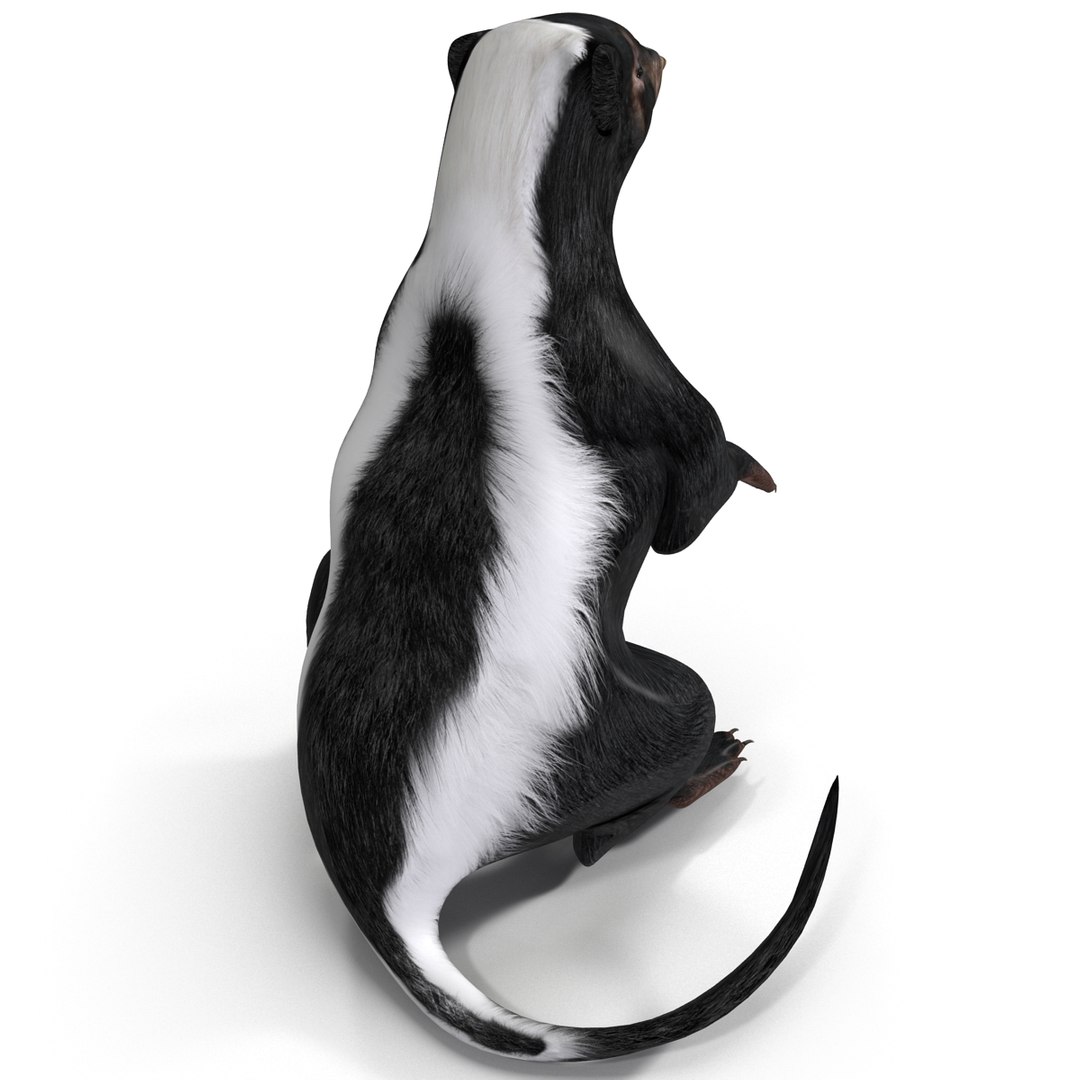 Skunk Pose 4 3d Model