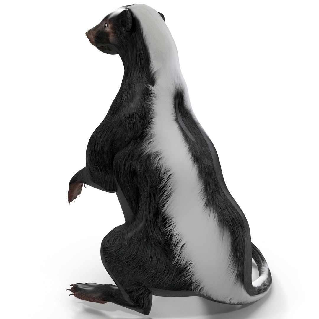 Skunk Pose 4 3d Model