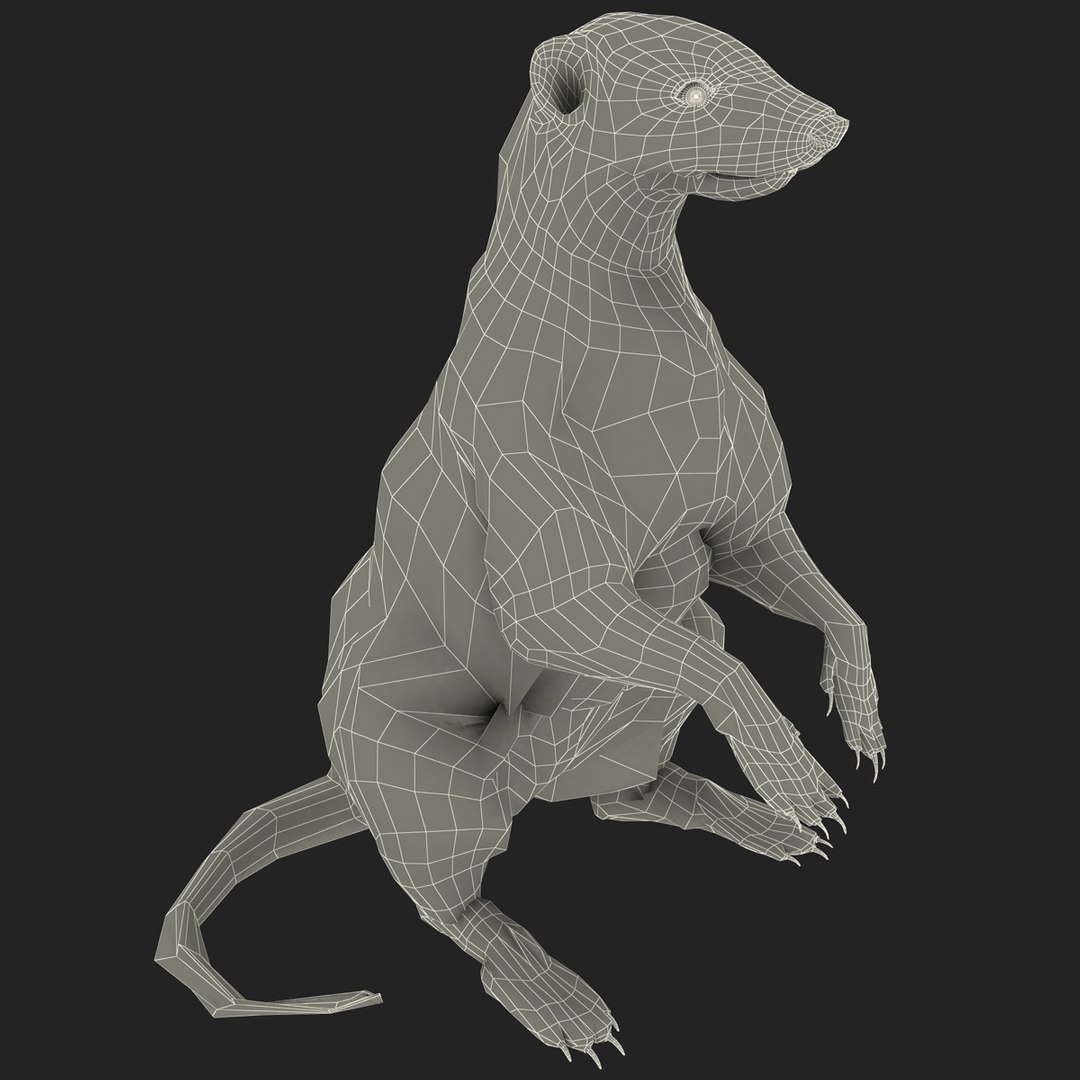 Skunk Pose 4 3d Model