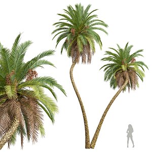 3D New Plant High detail Phoenix Sylvestris Fruit