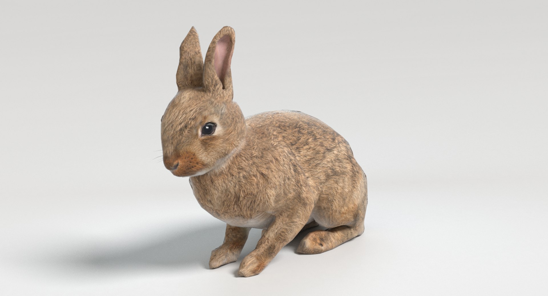 3D Rabbit Animations - TurboSquid 1197080