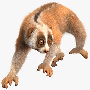 Sunda Slow Loris Fur