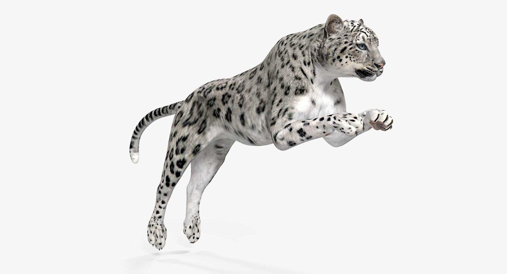 Panthera Uncia Jumping Pose 3D Model 3D model preview