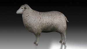 sheep ram ewe lamp wool fur farm livestock 3D