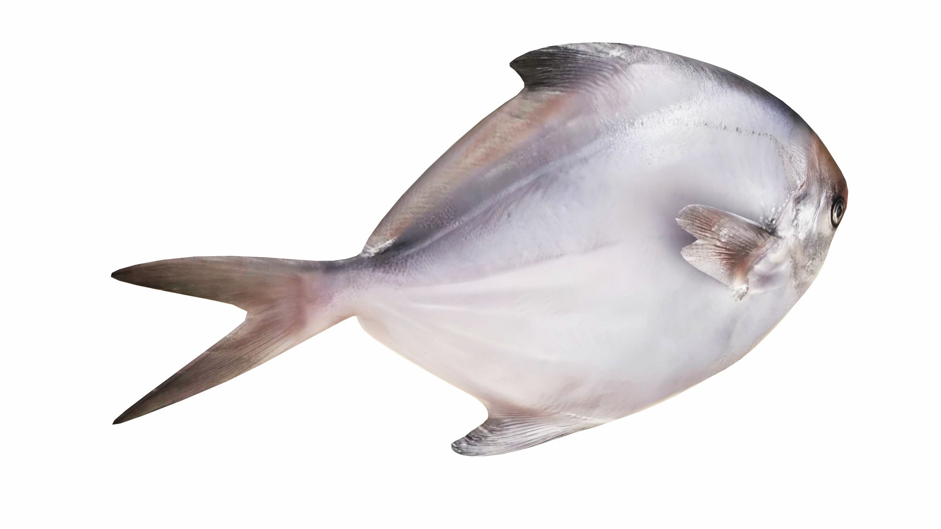 Fish 14 in 1 -Saltwater Fish 3D model https://p.turbosquid.com/ts-thumb/1c/H9FVOu/8L/pomfretfish2/jpg/1744059021/1920x1080/fit_q87/07e451a076cb57454b6bc3a76fa7634b4cbe46e8/pomfretfish2.jpg