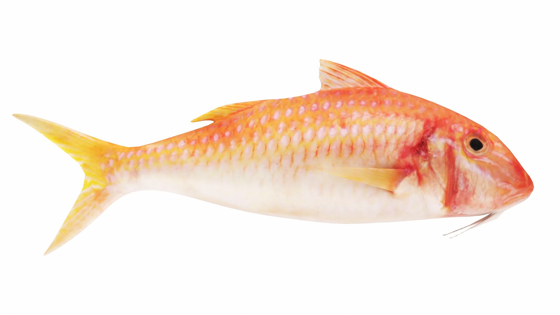 Fish 14 in 1 -Saltwater Fish 3D model https://p.turbosquid.com/ts-thumb/1c/H9FVOu/D7/redmullet3/jpg/1744059026/1920x1080/fit_q87/fc815211059f0b1a54795cef8d655748b85d292e/redmullet3.jpg