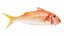 Fish 14 in 1 -Saltwater Fish