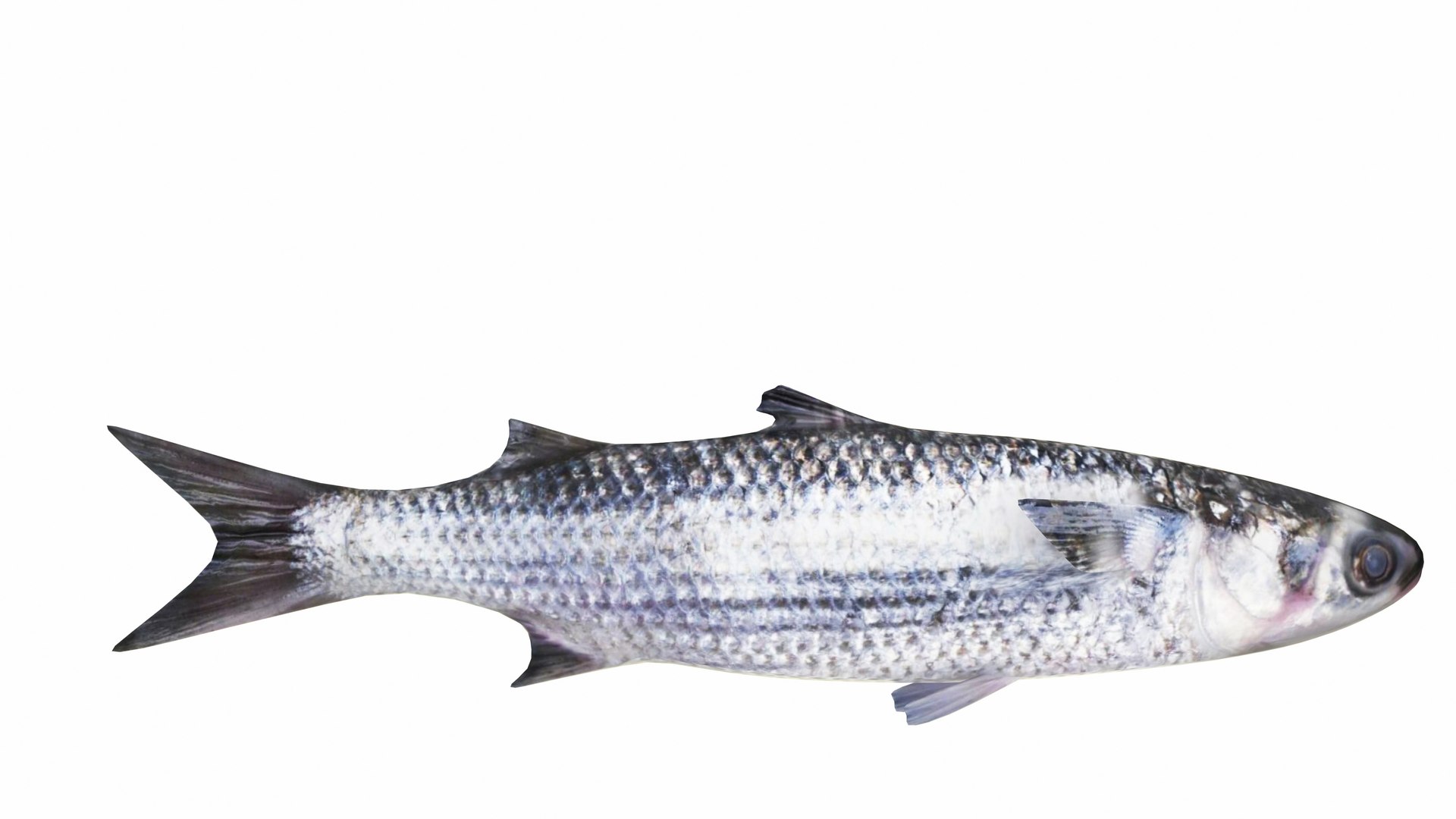 Fish 14 in 1 -Saltwater Fish 3D model https://p.turbosquid.com/ts-thumb/1c/H9FVOu/Fw/mullet3/jpg/1744059014/1920x1080/fit_q87/587a72411b6b2e603a365b1952b4ec86eaa958f6/mullet3.jpg