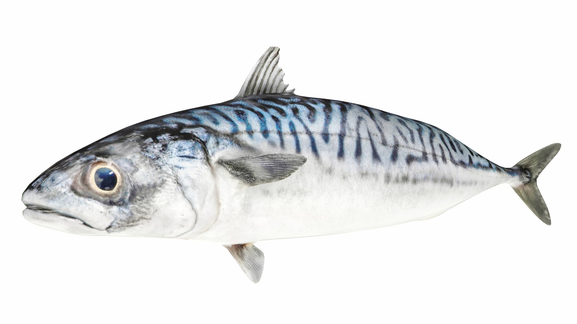 Fish 14 in 1 -Saltwater Fish 3D model https://p.turbosquid.com/ts-thumb/1c/H9FVOu/Gp/mackerel1/jpg/1744059005/1920x1080/fit_q87/2c0e8b188f735be5331445c1f06e8769fd44ecf0/mackerel1.jpg