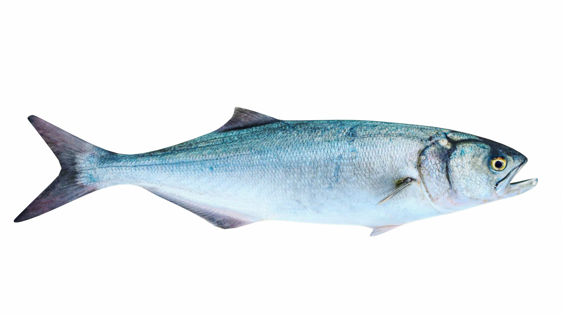 Fish 14 in 1 -Saltwater Fish 3D model https://p.turbosquid.com/ts-thumb/1c/H9FVOu/Hq/bluefish3/jpg/1744058979/1920x1080/fit_q87/0bc6d7c37c32849fe836000e95273c73bd285049/bluefish3.jpg