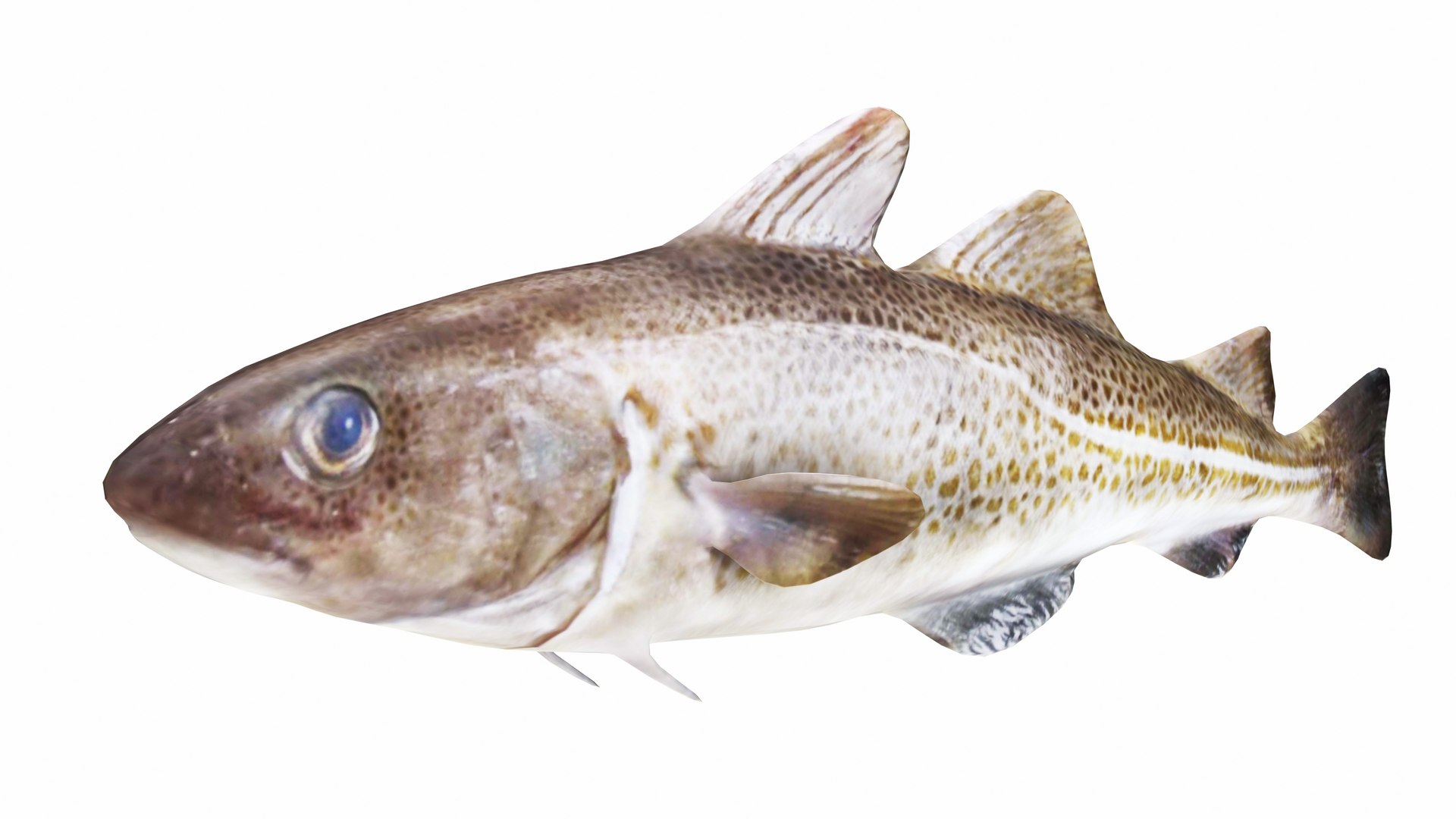 Fish 14 in 1 -Saltwater Fish 3D model https://p.turbosquid.com/ts-thumb/1c/H9FVOu/Ij/cod1/jpg/1744058997/1920x1080/fit_q87/687e589662b5488c12c385fbc49838f43290f7da/cod1.jpg