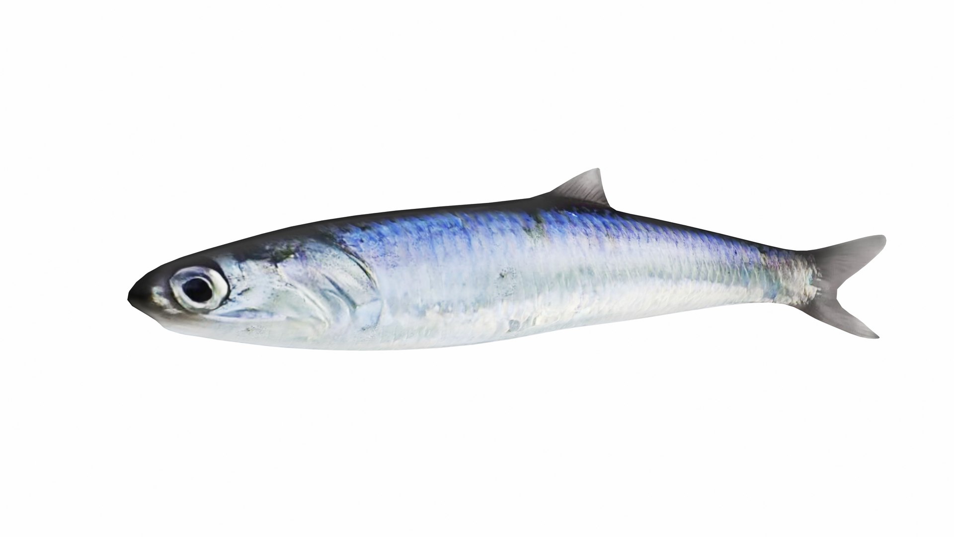 Fish 14 in 1 -Saltwater Fish 3D model https://p.turbosquid.com/ts-thumb/1c/H9FVOu/Ip/anchovy1/jpg/1744058973/1920x1080/fit_q87/4f7ff038e7c6f95ad9e0d0d02a76026e6d8d1987/anchovy1.jpg