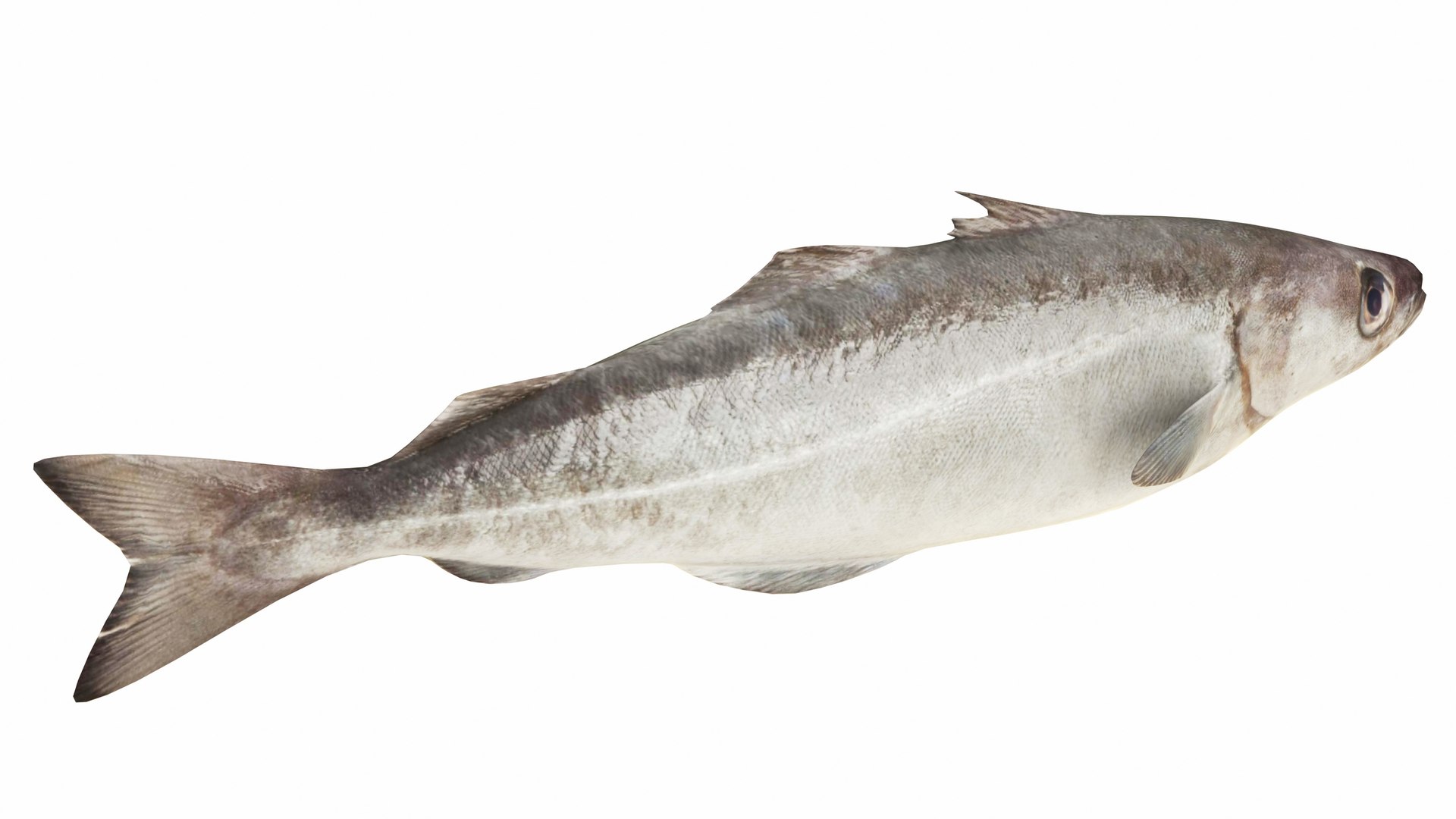 Fish 14 in 1 -Saltwater Fish 3D model https://p.turbosquid.com/ts-thumb/1c/H9FVOu/LT/pollock2/jpg/1744059017/1920x1080/fit_q87/65fdaa8298e730ad12616a6e1f94755487220bcf/pollock2.jpg