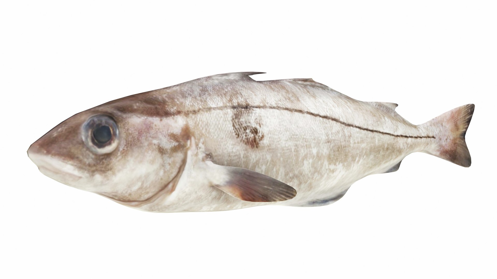 Fish 14 in 1 -Saltwater Fish 3D model https://p.turbosquid.com/ts-thumb/1c/H9FVOu/OY/haddock1/jpg/1744059007/1920x1080/fit_q87/269b93aef769d09adcf900057452c5dc67b6ed12/haddock1.jpg