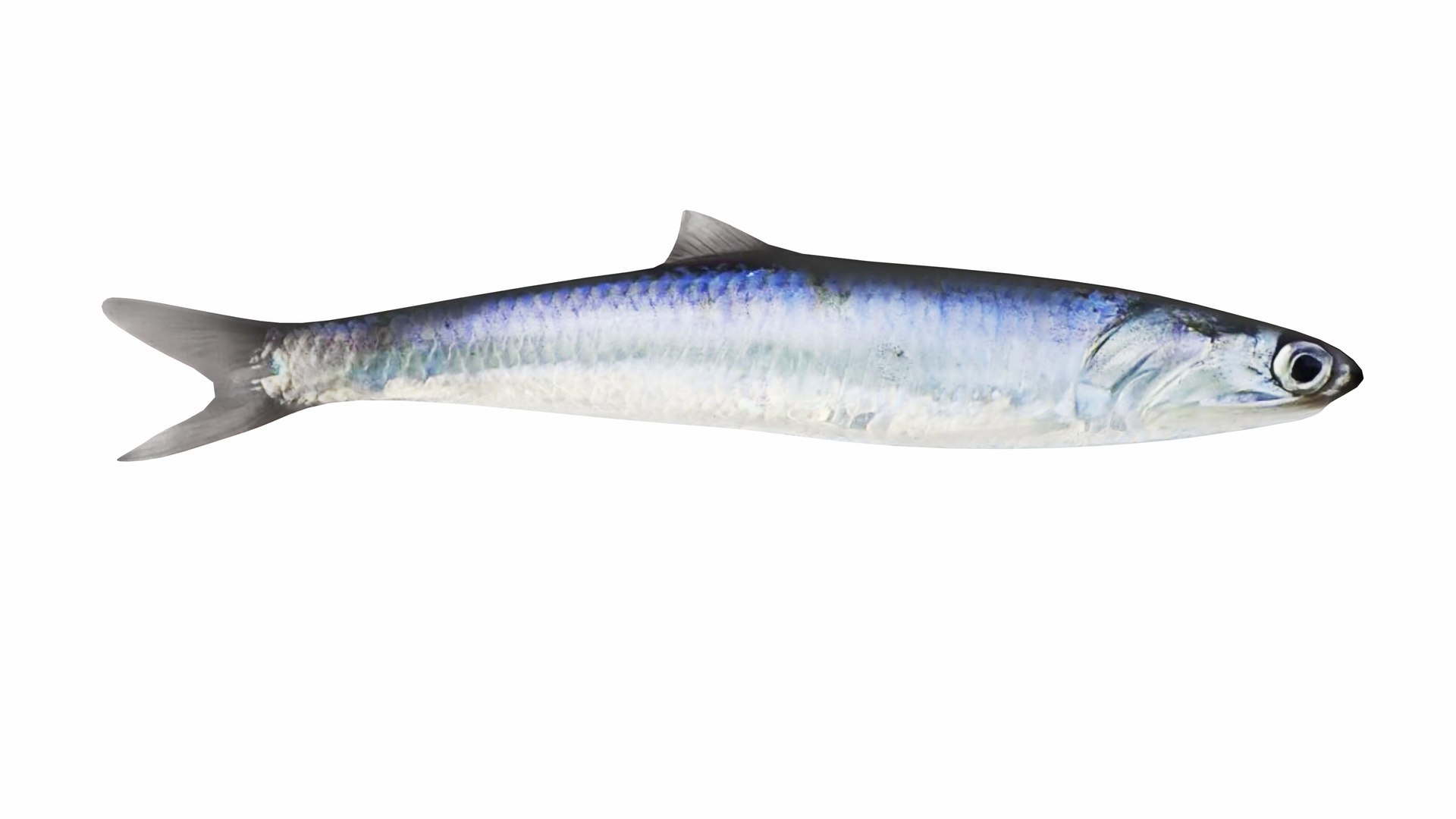 Fish 14 in 1 -Saltwater Fish 3D model https://p.turbosquid.com/ts-thumb/1c/H9FVOu/Qu/anchovy3/jpg/1744058974/1920x1080/fit_q87/3bed13c66cbacebdd29ecd7d94157029a02e872c/anchovy3.jpg