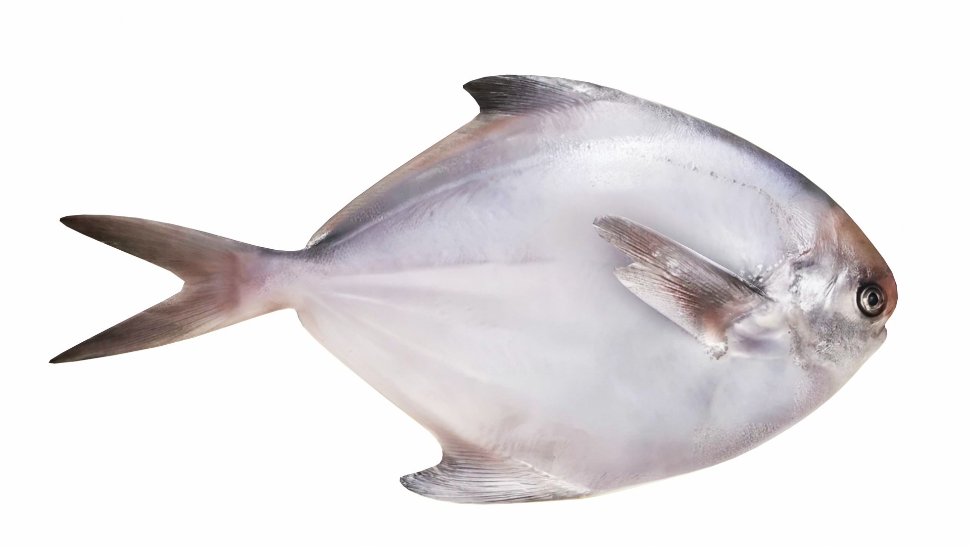 Fish 14 in 1 -Saltwater Fish 3D model https://p.turbosquid.com/ts-thumb/1c/H9FVOu/Re/pomfretfish3/jpg/1744059022/1920x1080/fit_q87/c566601652f92c609844eab098c91e426eafef11/pomfretfish3.jpg