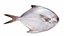 Fish 14 in 1 -Saltwater Fish
