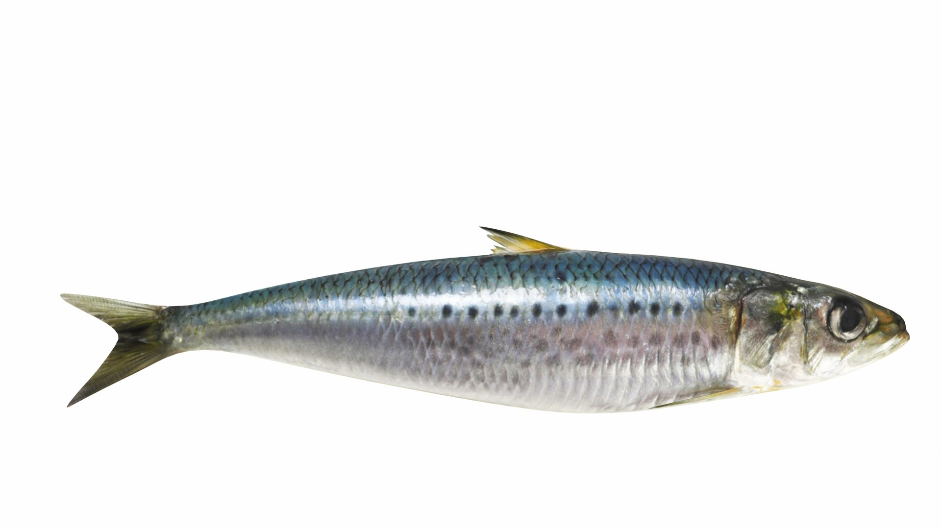 Fish 14 in 1 -Saltwater Fish 3D model https://p.turbosquid.com/ts-thumb/1c/H9FVOu/Ry/sardine3/jpg/1744059040/1920x1080/fit_q87/67fcfc1cf12aca58471edd9754ddddc497c9588e/sardine3.jpg