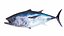 Fish 14 in 1 -Saltwater Fish