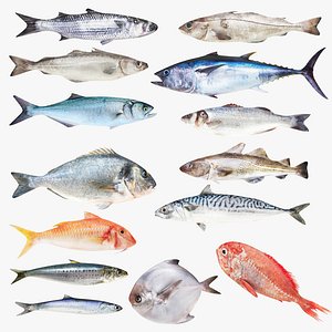 Fish 14 in 1 -Saltwater Fish