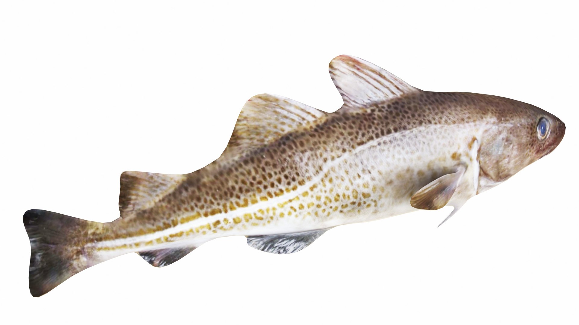 Fish 14 in 1 -Saltwater Fish 3D model https://p.turbosquid.com/ts-thumb/1c/H9FVOu/Y3/cod2/jpg/1744058997/1920x1080/fit_q87/8def8f616dca9daadfa0e4210c02744f23d6fd8f/cod2.jpg