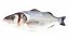 Fish 14 in 1 -Saltwater Fish