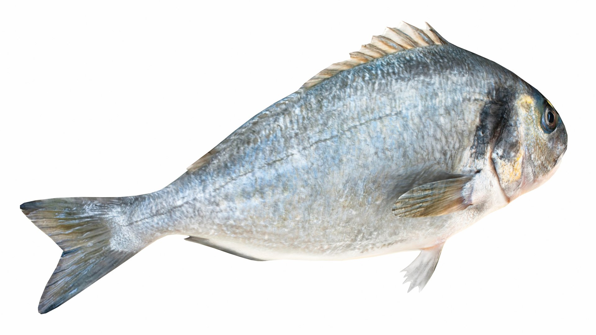 Fish 14 in 1 -Saltwater Fish 3D model https://p.turbosquid.com/ts-thumb/1c/H9FVOu/h1/seabream2/jpg/1744059048/1920x1080/fit_q87/0a2c844a183fc891e72bcf2da7fcd88bf6e2a45a/seabream2.jpg