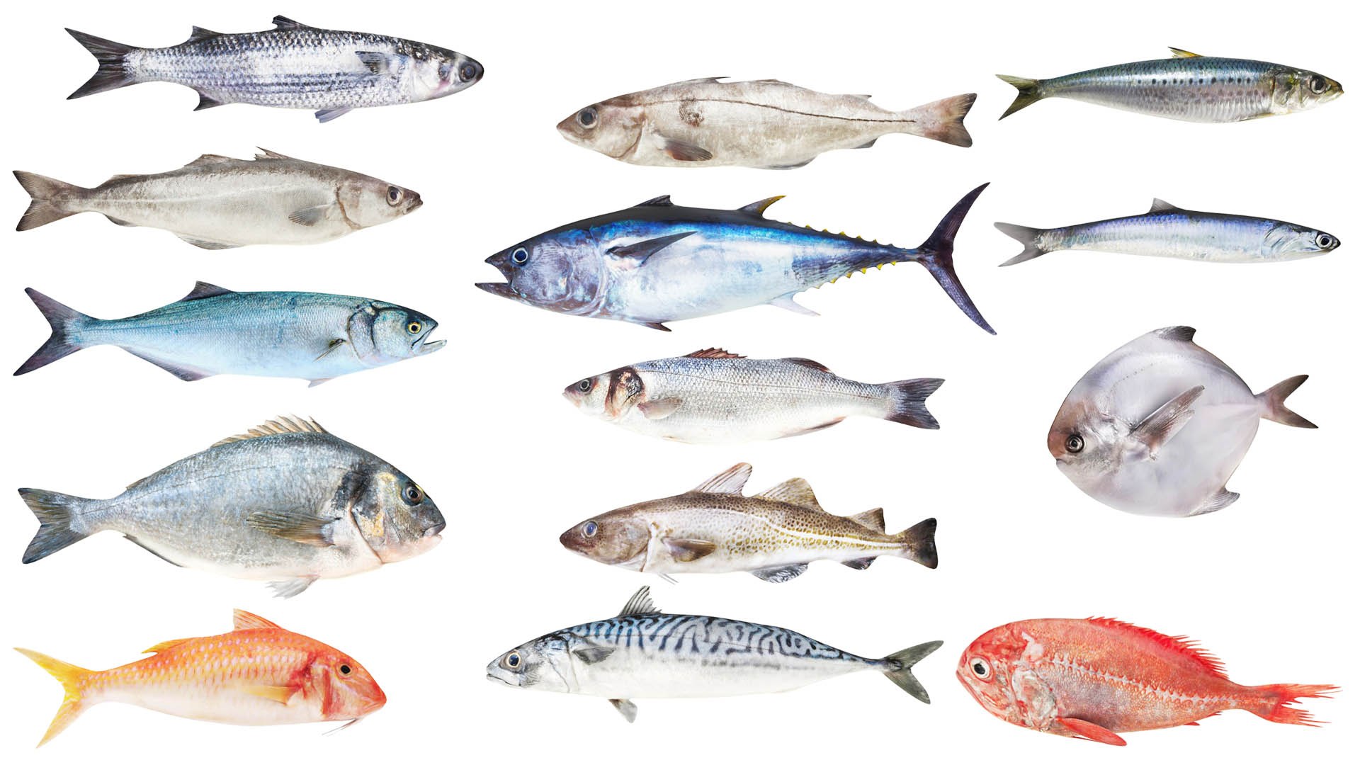 Fish 14 in 1 -Saltwater Fish 3D model https://p.turbosquid.com/ts-thumb/1c/H9FVOu/hs/col131/jpg/1744058967/1920x1080/fit_q87/f00639af15a3c3521068ec7f36e22ad1c75433db/col131.jpg