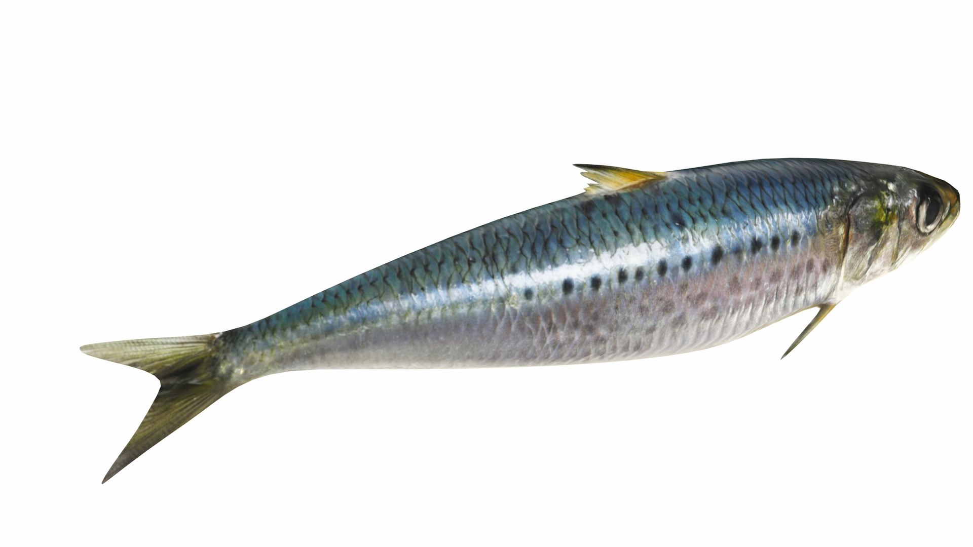 Fish 14 in 1 -Saltwater Fish 3D model https://p.turbosquid.com/ts-thumb/1c/H9FVOu/lM/sardine2/jpg/1744059039/1920x1080/fit_q87/346071c4a361e02112d8c35a80fdcc3377e3ebba/sardine2.jpg
