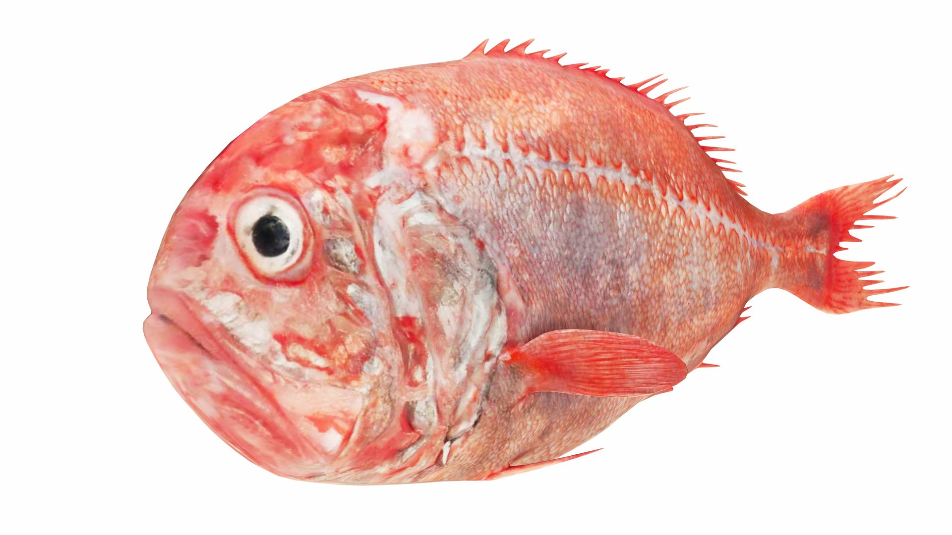 Fish 14 in 1 -Saltwater Fish 3D model https://p.turbosquid.com/ts-thumb/1c/H9FVOu/mV/roughy1/jpg/1744059032/1920x1080/fit_q87/bd9b7ca86b3482bff0c86e1d713e40f71119abf3/roughy1.jpg