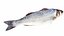 Fish 14 in 1 -Saltwater Fish