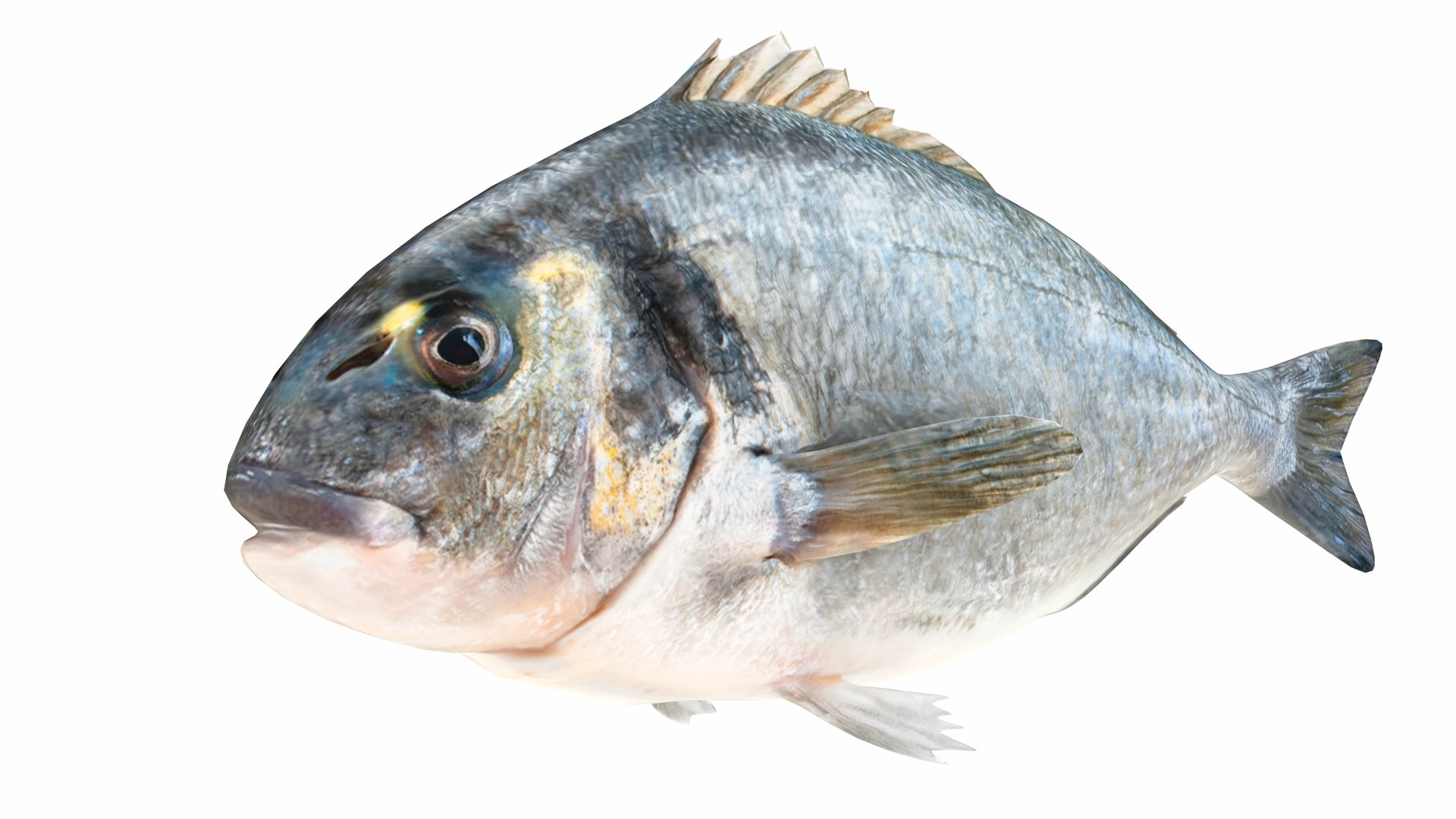 Fish 14 in 1 -Saltwater Fish 3D model https://p.turbosquid.com/ts-thumb/1c/H9FVOu/qa/seabream1/jpg/1744059047/1920x1080/fit_q87/64f7c746d2911664f5f651c360615088467a1b4a/seabream1.jpg