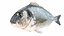 Fish 14 in 1 -Saltwater Fish