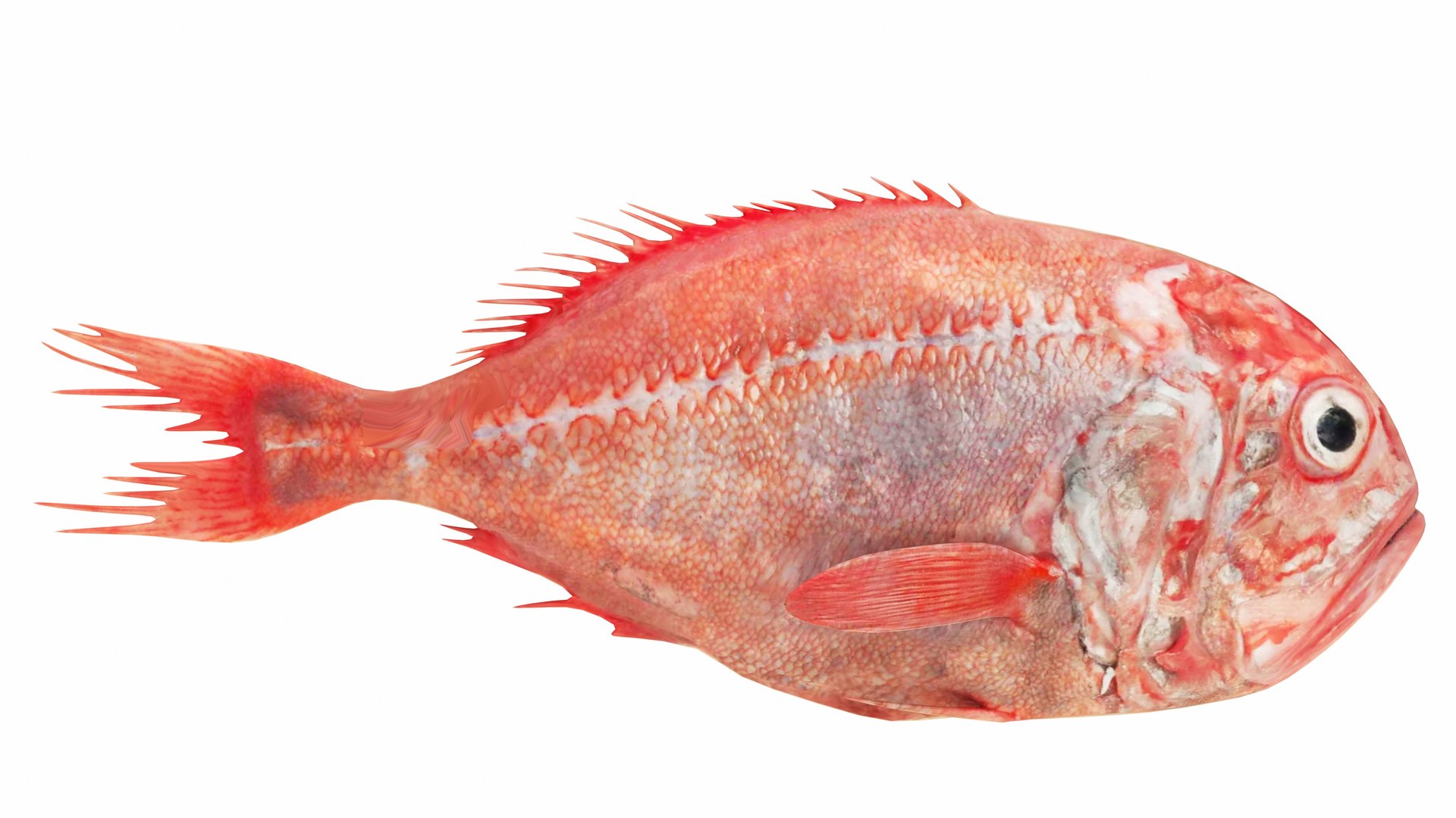 Fish 14 in 1 -Saltwater Fish 3D model https://p.turbosquid.com/ts-thumb/1c/H9FVOu/ul/roughy3/jpg/1744059033/1920x1080/fit_q87/8546df26b0fcfcfc56b9e52abb5d907167226d18/roughy3.jpg