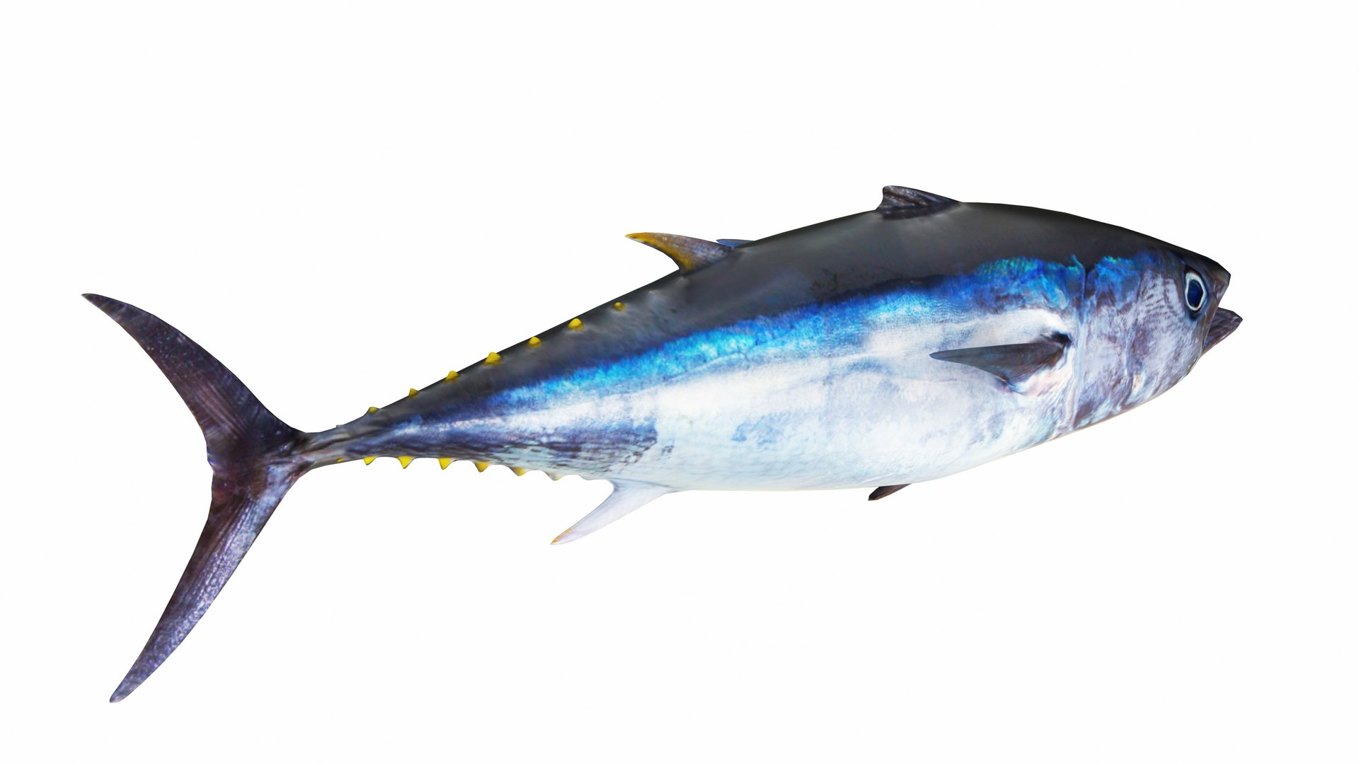 Fish 14 in 1 -Saltwater Fish 3D model https://p.turbosquid.com/ts-thumb/1c/H9FVOu/wa/tuna2/jpg/1744059053/1920x1080/fit_q87/10ad4e8ffb92f85bc4f397229fa8ca83527e75d1/tuna2.jpg