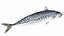 Fish 14 in 1 -Saltwater Fish