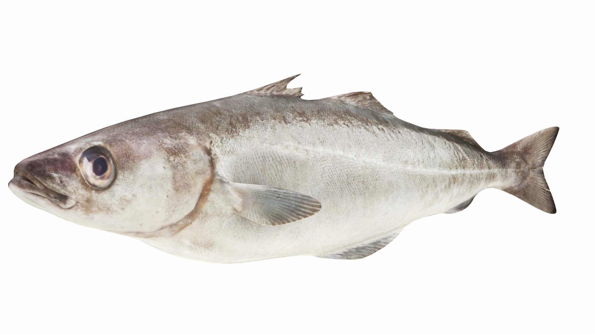 Fish 14 in 1 -Saltwater Fish 3D model https://p.turbosquid.com/ts-thumb/1c/H9FVOu/xr/pollock1/jpg/1744059016/1920x1080/fit_q87/74ef6aaa5246a7528b1c48c2a4549479fec3bed3/pollock1.jpg