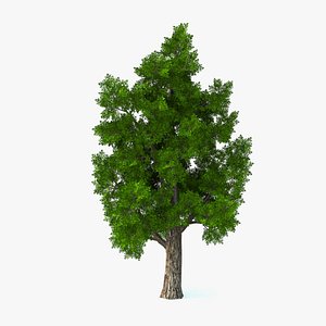 Maple Tree A